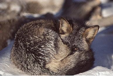 《艾尔登法环》梅瑟莫建模视频 大蛇穿透身体很恐怖